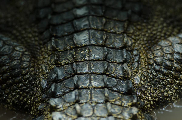 Detail Krokodýlí kůže pozadí — Stock fotografie