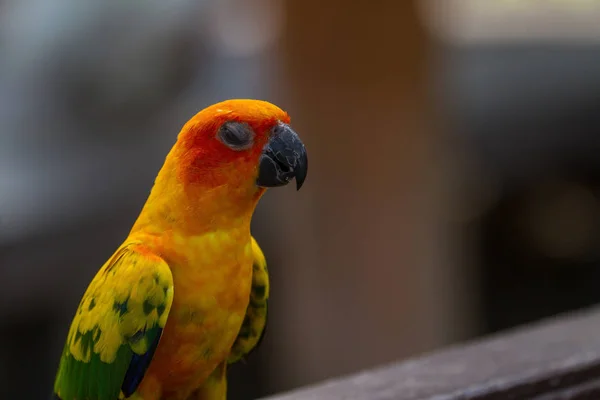 Konura słoneczna lub Sun Conure papuga — Zdjęcie stockowe