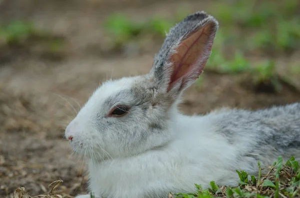 Маленький кролик на зеленой траве — стоковое фото