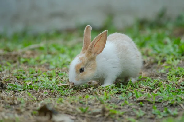 Mały królik na zielonej trawie — Zdjęcie stockowe
