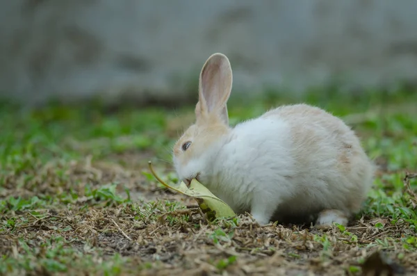 Piccolo coniglio su erba verde — Foto Stock