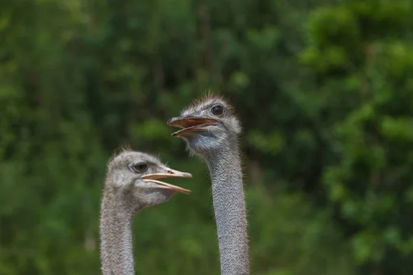 Retrato da cabeça do pássaro avestruz — Fotografia de Stock