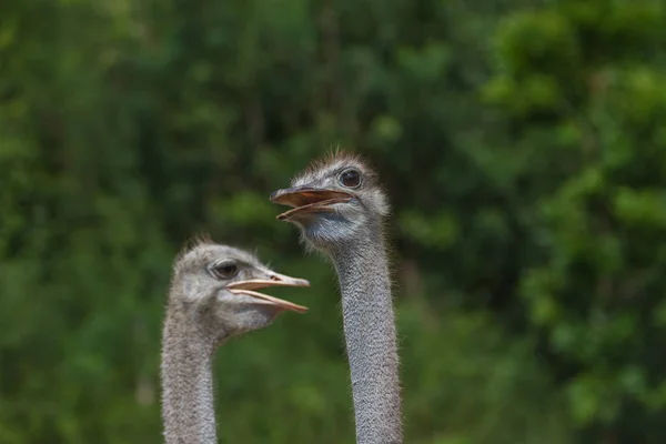 ダチョウの鳥頭の肖像画 — ストック写真