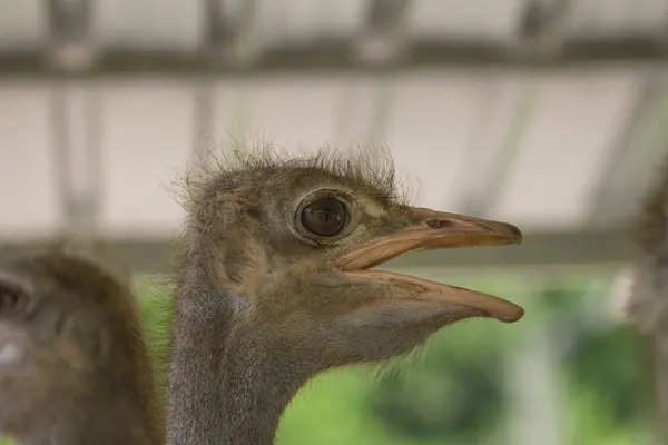 Ostrich bird head portrait — Stock Photo, Image