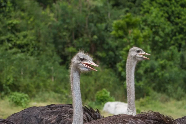 Ostrich bird head portrait — Stock Photo, Image