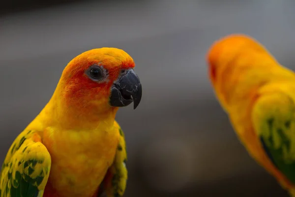 Sun papouška nebo slunce Conure papoušek — Stock fotografie
