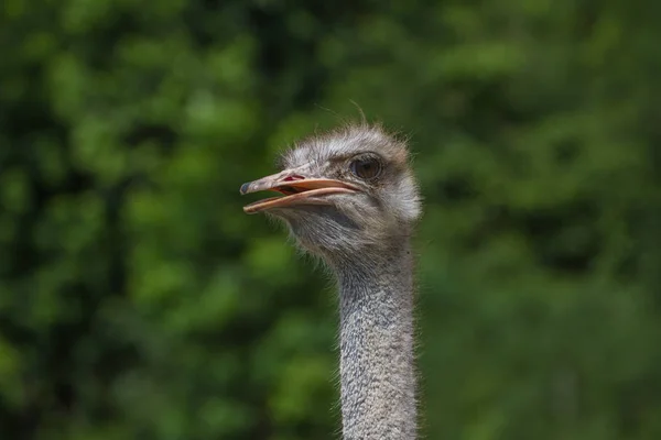 Ostrich bird head portrait — Stock Photo, Image