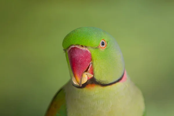 Zöld papagáj portréja — Stock Fotó