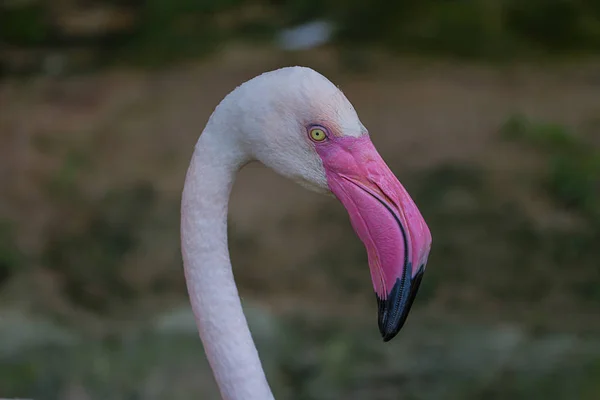 Retrato de pássaro flamingo — Fotografia de Stock