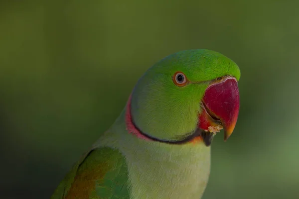 Portrét zelený papoušek — Stock fotografie