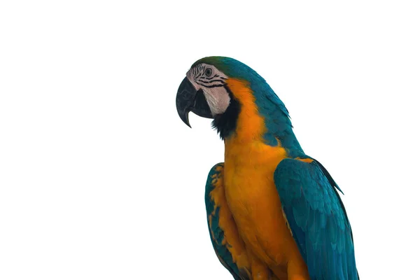 Macaw Papagaio no fundo branco — Fotografia de Stock