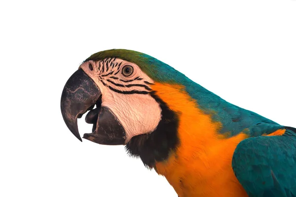 Papoušek ara na bílém pozadí — Stock fotografie