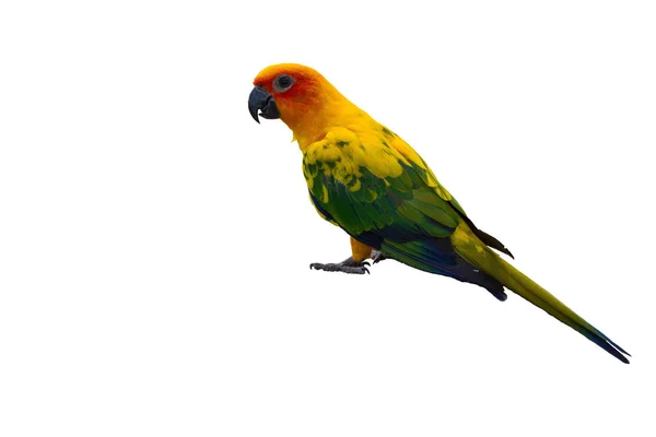 Sole pappagallo isolato su sfondo bianco — Foto Stock