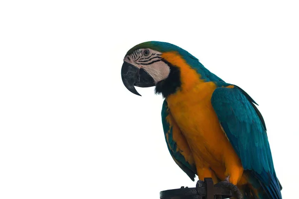 Papuga ARA na białym tle — Zdjęcie stockowe