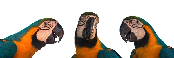 Набор попугая ара на белом фоне — стоковое фото