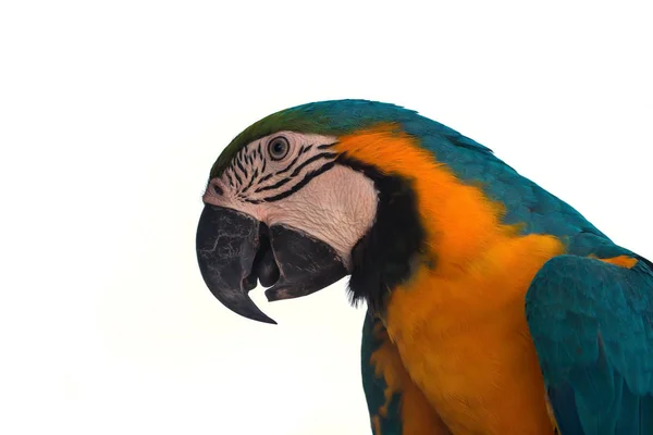 Macaw Papagaio no fundo branco — Fotografia de Stock