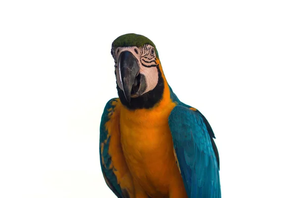 Macaw Papagaio no fundo branco — Fotografia de Stock