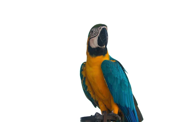 Макао попугай на белом фоне — стоковое фото