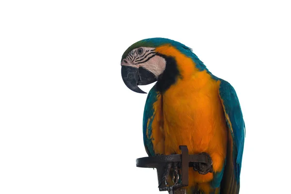 Макао попугай на белом фоне — стоковое фото