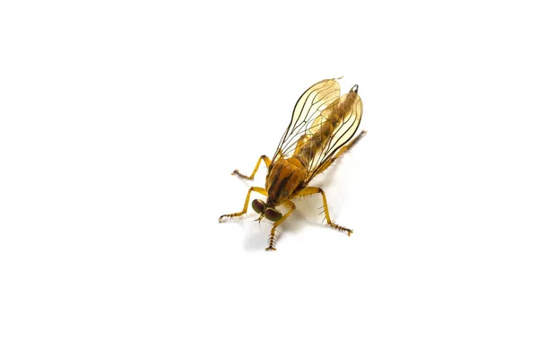 Robber fly isolated on white background — Stock Photo, Image