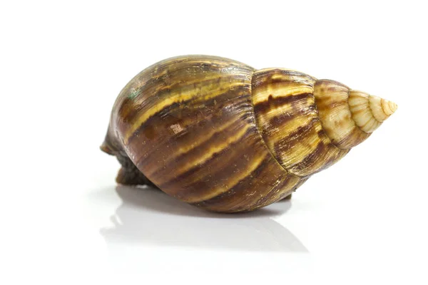 Giant Achatina snail on white background — Stock Photo, Image