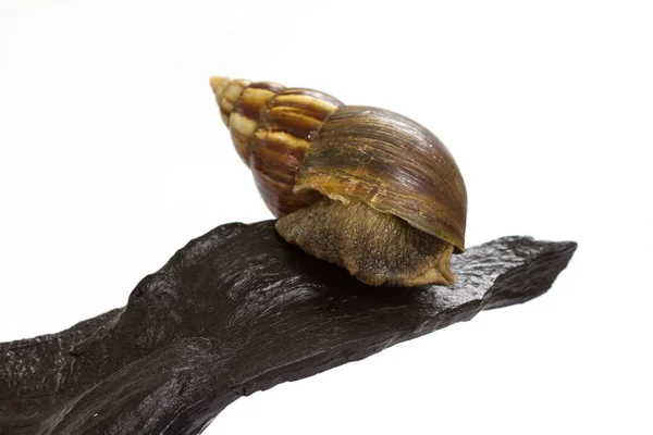 Close up Giant Achatina snail on log — Stock Photo, Image