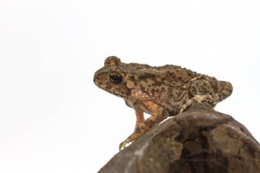 Beyaz arka plan üzerinde Asya ortak kurbağa