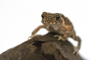 Beyaz arka plan üzerinde Asya ortak kurbağa