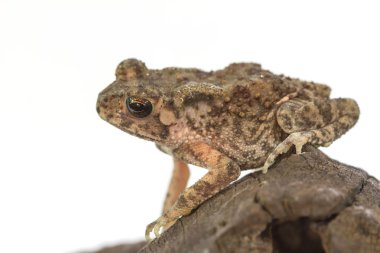 Beyaz arka plan üzerinde Asya ortak kurbağa