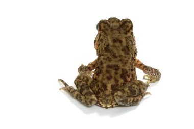 Beyaz arka plan üzerinde Asya ortak kurbağa
