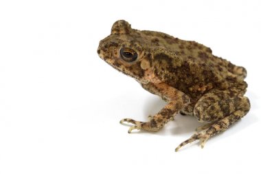 Asian common toad on white background clipart