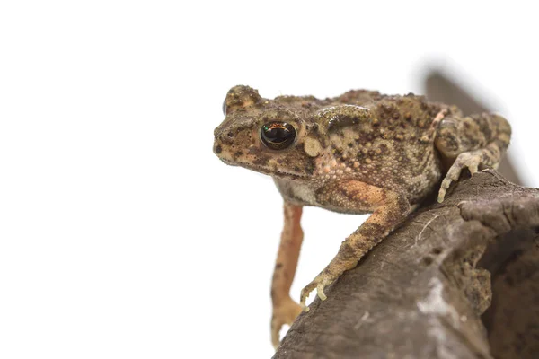 Asian common toad on white background Stock Image