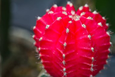 Kaktüs bitkileri Bahçe kapatın