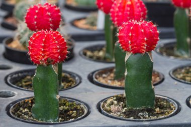 Kaktüs bitkileri Bahçe kapatın