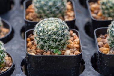 Kaktüs bitkileri Bahçe kapatın