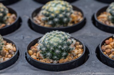 Kaktüs bitkileri Bahçe kapatın