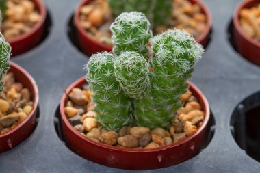 Kaktüs bitkileri Bahçe kapatın