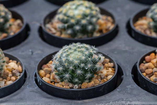 Kaktüs bitkileri Bahçe kapatın