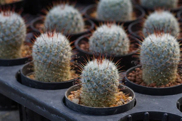 关闭了花园里的仙人掌植物 — 图库照片