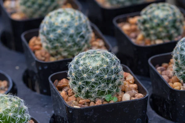 Close-up van cactus planten in de tuin — Stockfoto