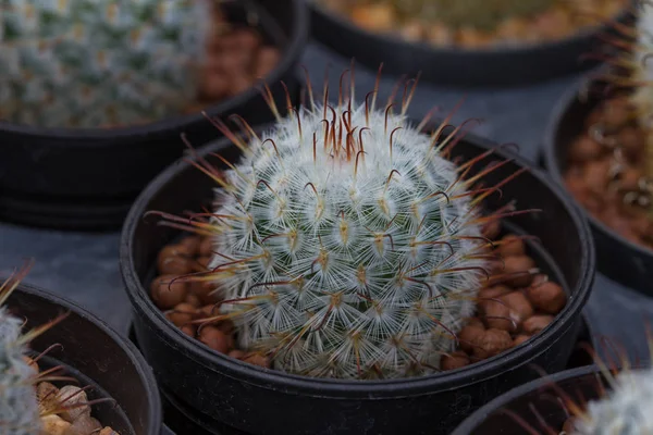 关闭了花园里的仙人掌植物 — 图库照片