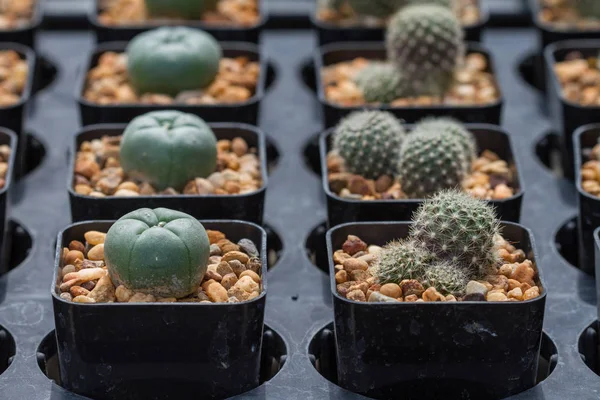Close-up van cactus planten in de tuin — Stockfoto