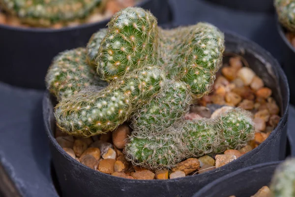 Close-up van cactus planten in de tuin — Stockfoto