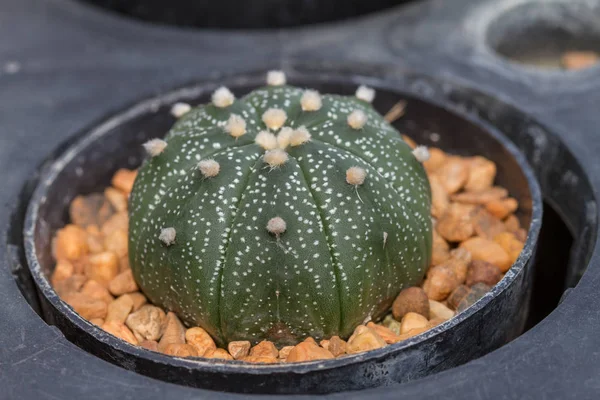 Close-up van cactus planten in de tuin — Stockfoto