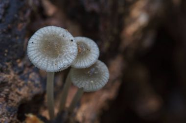Ormanda yaşamak bir ağaç üzerinde büyüyen mantar