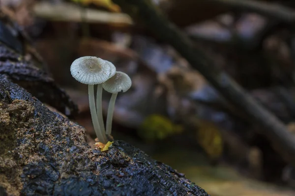 Paddestoelen groeien op een levende boom in het forest — Stockfoto