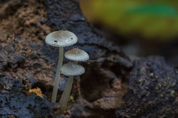 Paddestoelen groeien op een levende boom in het forest — Stockfoto