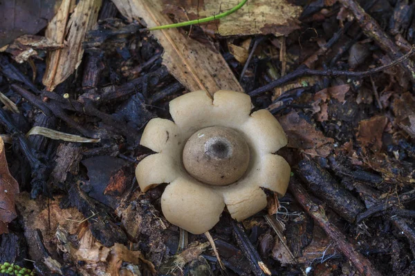 Geastrum saccatum champignon dans la forêt tropicale — Photo