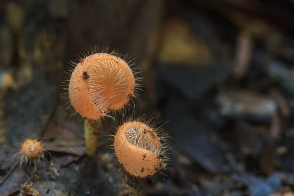 Cookeina tricholoma sademetsässä — kuvapankkivalokuva