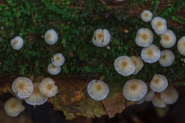 Champignons poussant sur un arbre vivant dans la forêt — Photo